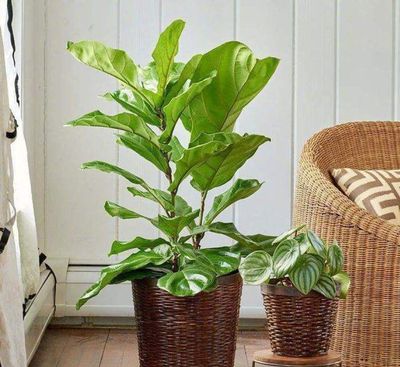 關(guān)于室內(nèi)裝修和甲醛,這些是你必須要知道的